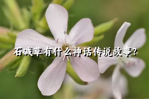 石碱草有什么神话传说故事？