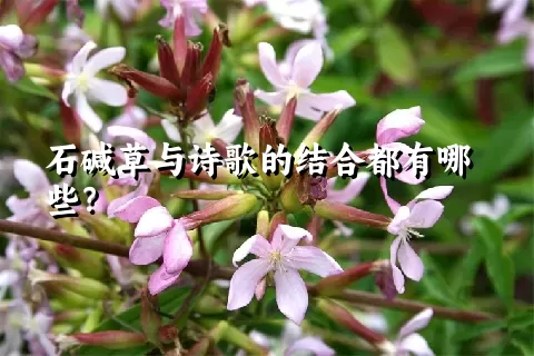 石碱草与诗歌的结合都有哪些？