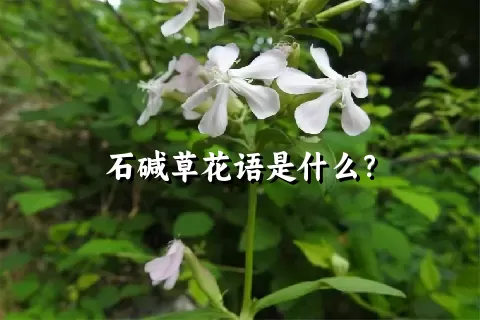 石碱草花语是什么？