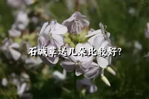 石碱草送几朵比较好？