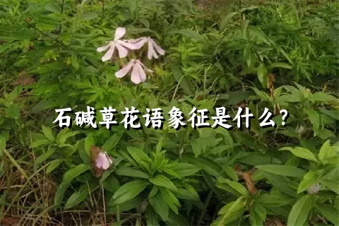 石碱草花语象征是什么？