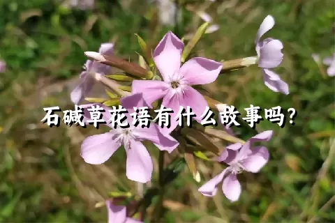 石碱草花语有什么故事吗？