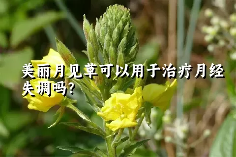 美丽月见草可以用于治疗月经失调吗？