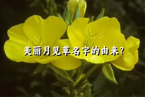 美丽月见草名字的由来？