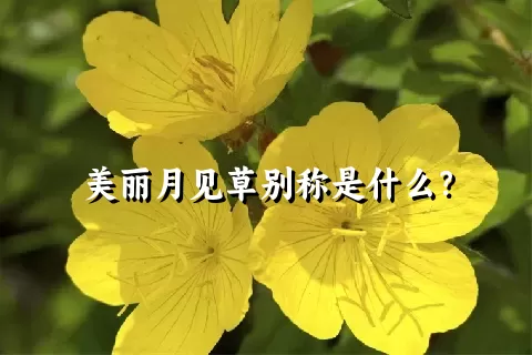 美丽月见草别称是什么？