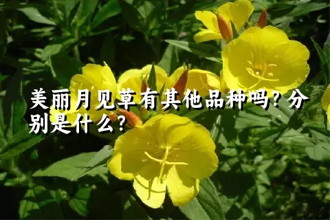 美丽月见草有其他品种吗？分别是什么？