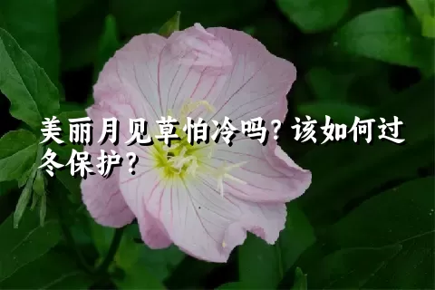 美丽月见草怕冷吗？该如何过冬保护？