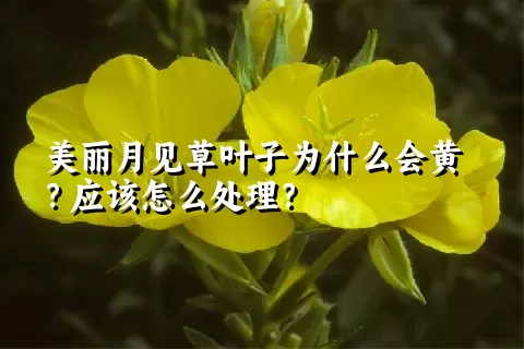 美丽月见草叶子为什么会黄？应该怎么处理？