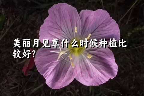 美丽月见草什么时候种植比较好？