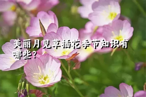 美丽月见草插花季节知识有哪些？