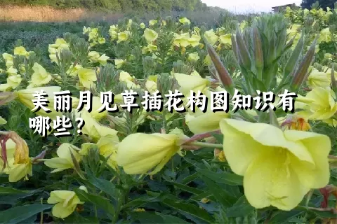 美丽月见草插花构图知识有哪些？