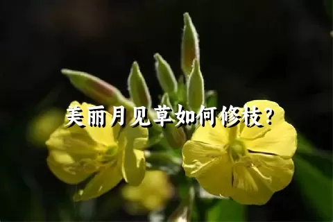 美丽月见草如何修枝？