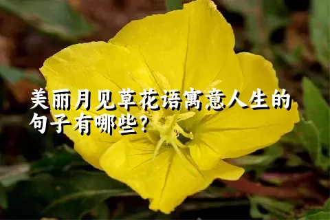 美丽月见草花语寓意人生的句子有哪些？