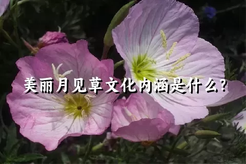 美丽月见草文化内涵是什么？