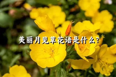 美丽月见草花语是什么？