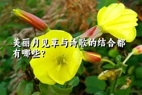 美丽月见草与诗歌的结合都有哪些？