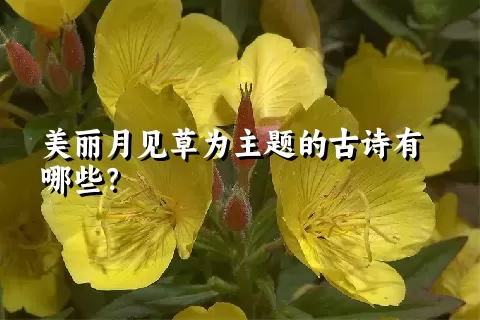 美丽月见草为主题的古诗有哪些？