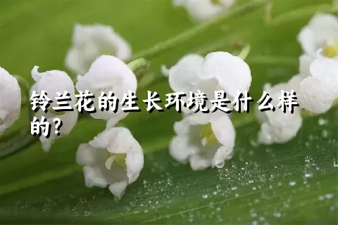 铃兰花的生长环境是什么样的？