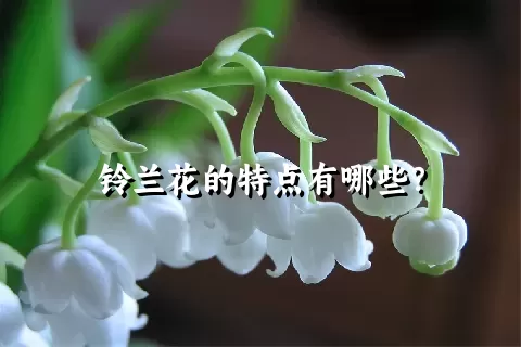 铃兰花的特点有哪些？