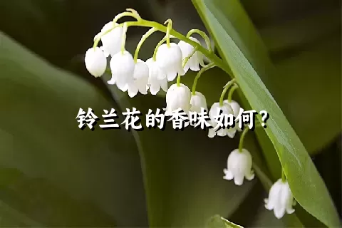 铃兰花的香味如何？