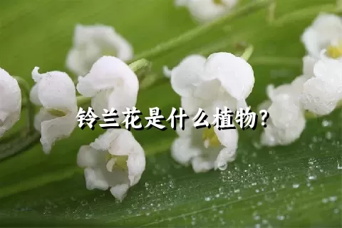 铃兰花是什么植物？