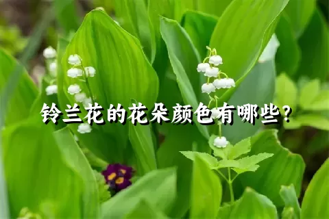 铃兰花的花朵颜色有哪些？