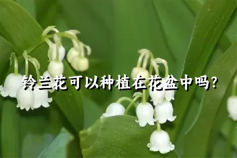 铃兰花可以种植在花盆中吗？