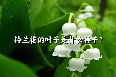 铃兰花的叶子是什么样子？