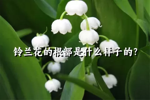 铃兰花的根部是什么样子的？