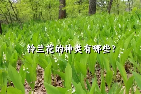 铃兰花的种类有哪些？