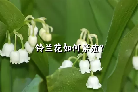 铃兰花如何繁殖？