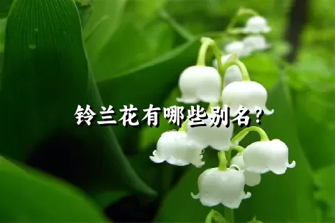 铃兰花有哪些别名？