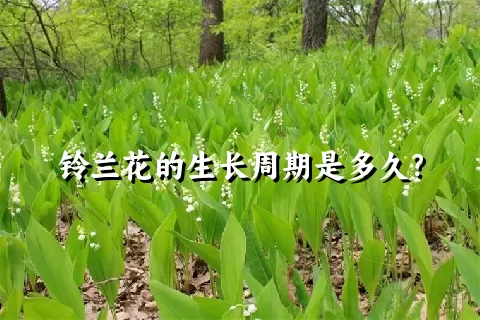 铃兰花的生长周期是多久？