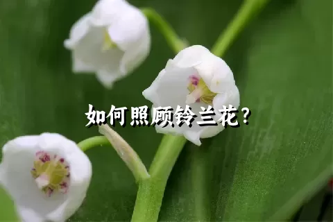 如何照顾铃兰花？