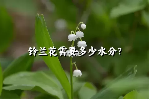 铃兰花需要多少水分？