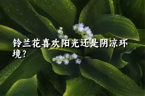 铃兰花喜欢阳光还是阴凉环境？