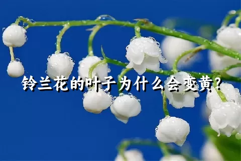 铃兰花的叶子为什么会变黄？