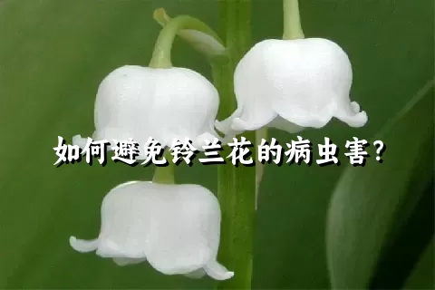 如何避免铃兰花的病虫害？