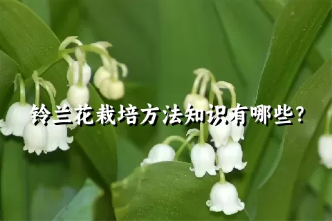 铃兰花栽培方法知识有哪些？