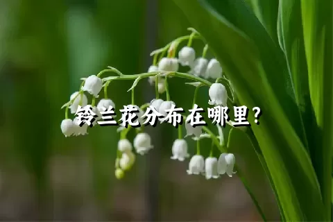 铃兰花分布在哪里?