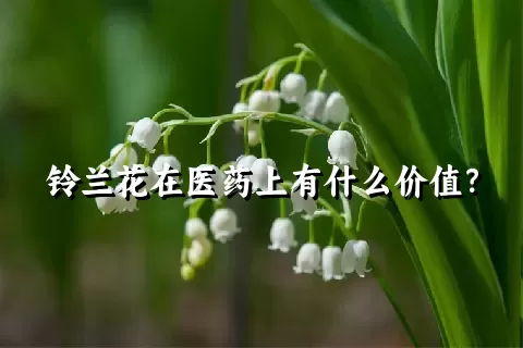 铃兰花在医药上有什么价值？