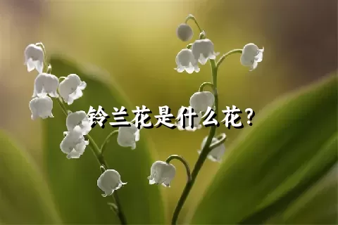 铃兰花是什么花？