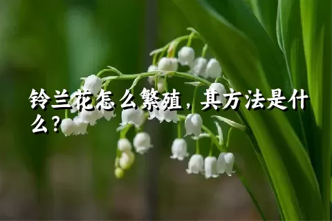 铃兰花怎么繁殖，其方法是什么？