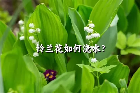 铃兰花如何浇水？