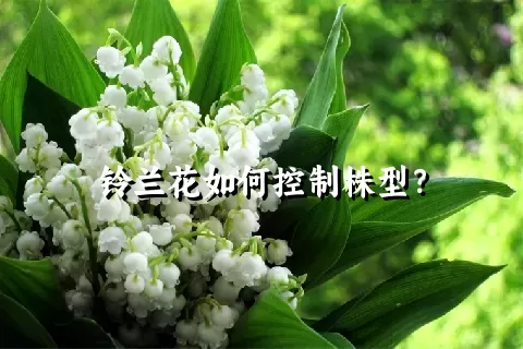 铃兰花如何控制株型？