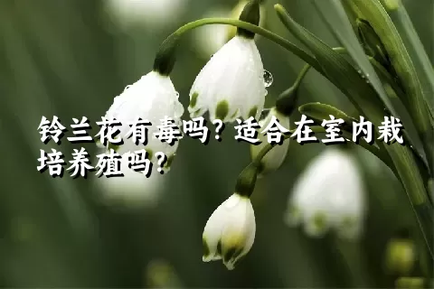 铃兰花有毒吗？适合在室内栽培养殖吗？