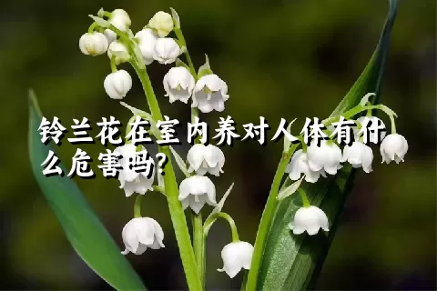 铃兰花在室内养对人体有什么危害吗？