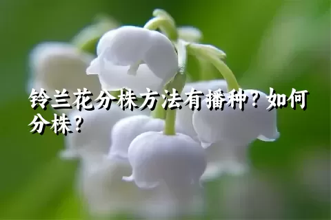 铃兰花分株方法有播种？如何分株？