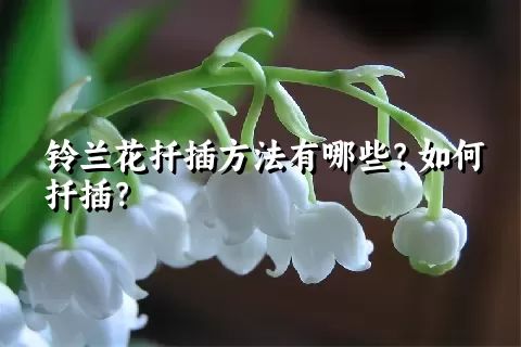 铃兰花扦插方法有哪些？如何扦插？