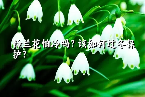 铃兰花怕冷吗？该如何过冬保护？